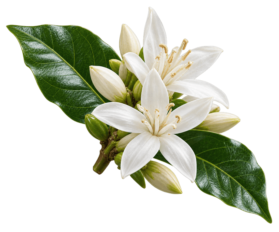 Flor de café en su rama