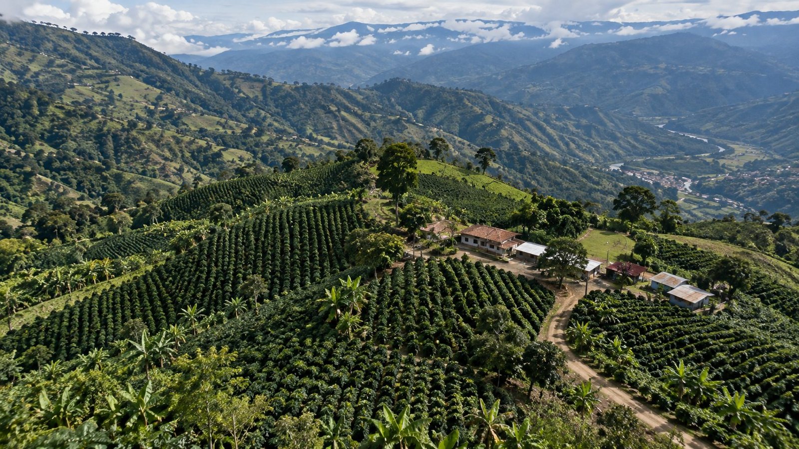 Vista aérea de los cafetales de Salasmu en el Huila
